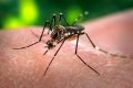 https://upload.wikimedia.org/wikipedia/commons/2/2c/Aedes_aegypti_CDC-Gathany.jpg