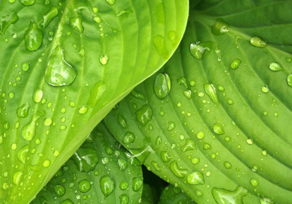 https://www.pexels.com/photo/water-dews-on-green-leaves-38012/