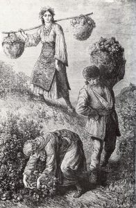 Rozen plukken in Bulgarije, 1870
