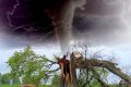 https://pixabay.com/en/tornado-storm-tree-branch-rainstorm-1193184/